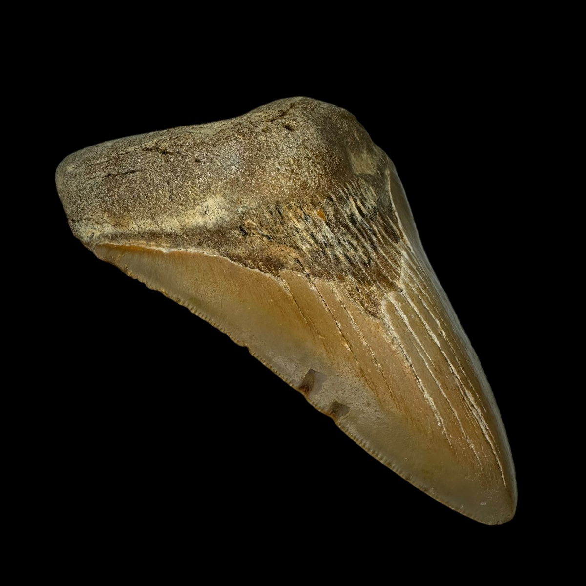 4.42" Megalodon Tooth Fossil - Image 4