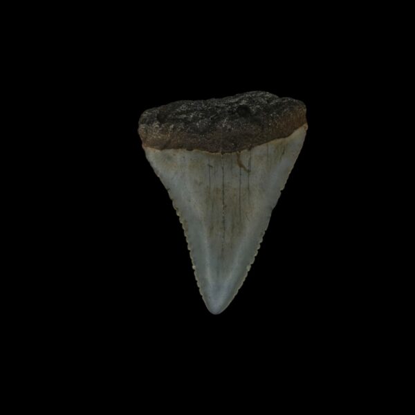 Great White Tooth Fossil 1.62"