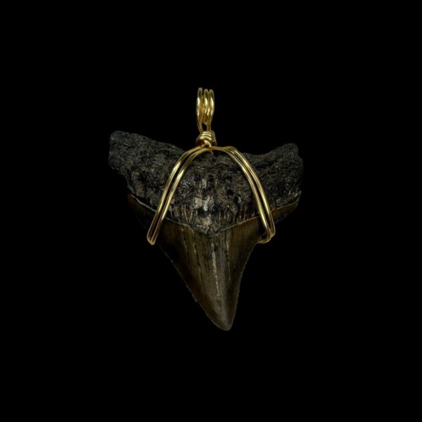 1.70" Megalodon Tooth Pendant