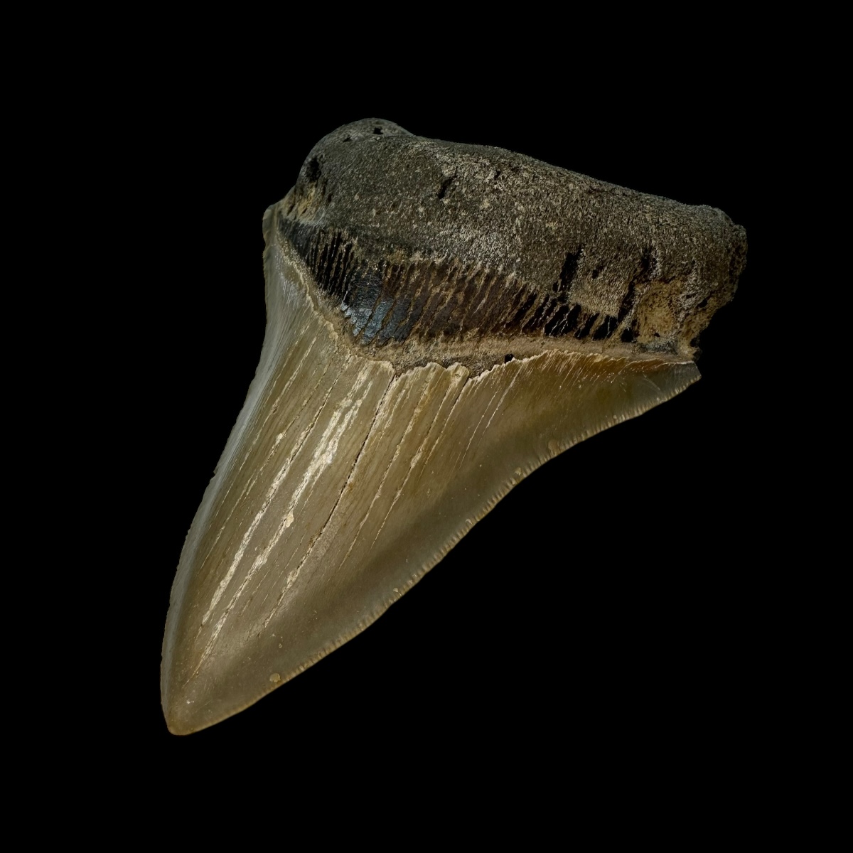 4.29" Serrated Megalodon Tooth Fossil - Image 3