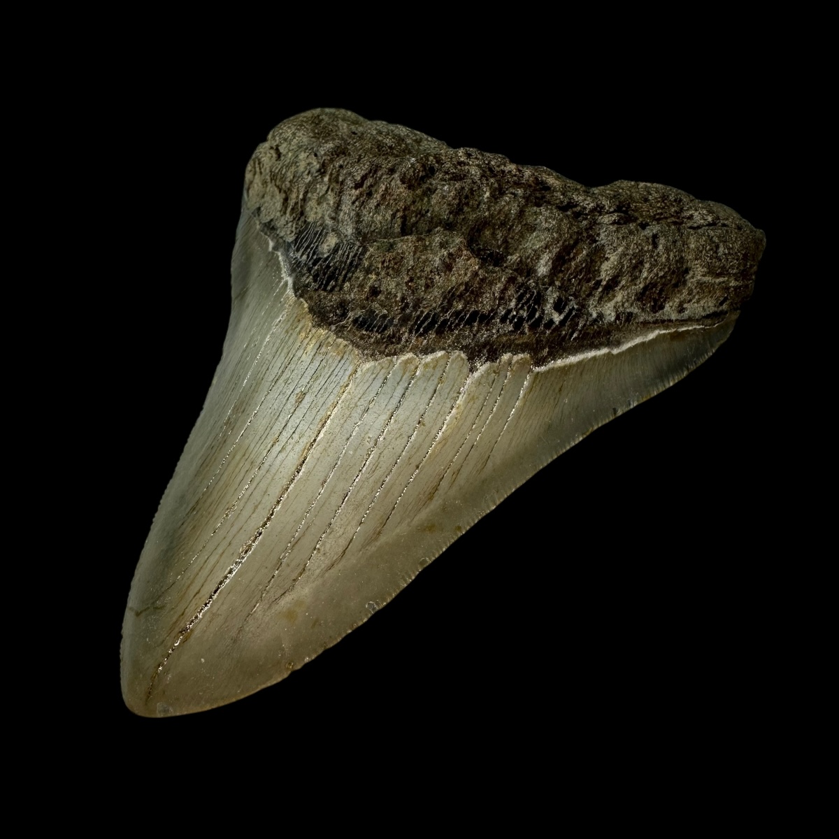 4.50" Megalodon Tooth Fossil - Image 3