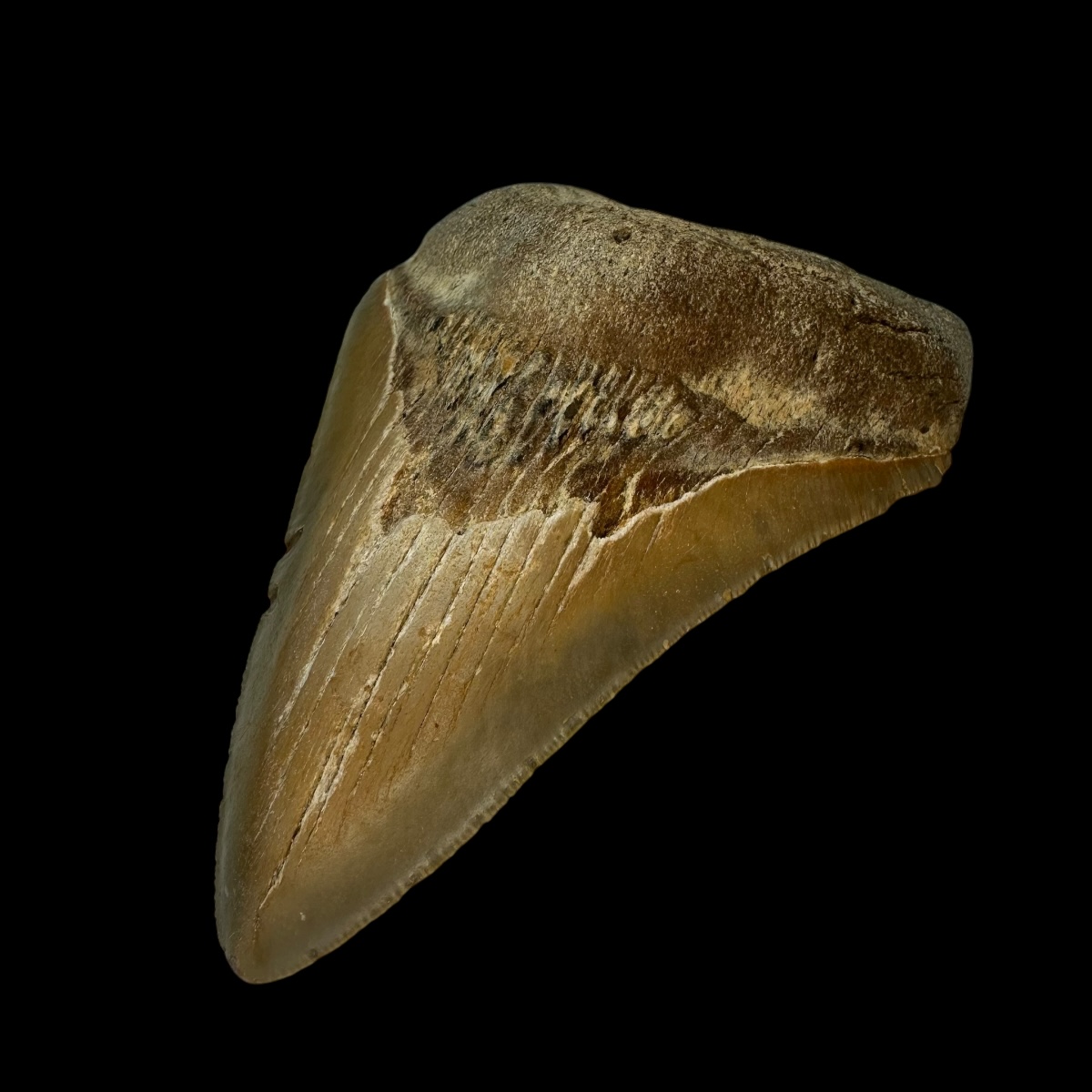 4.42" Megalodon Tooth Fossil - Image 3