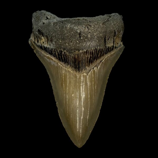 4.29" Serrated Megalodon Tooth Fossil