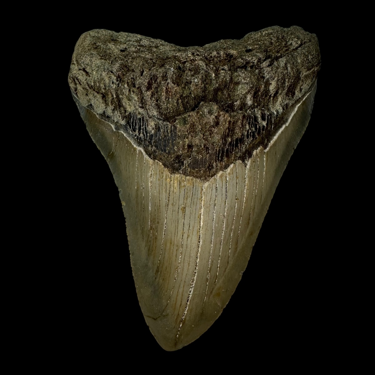 4.50" Megalodon Tooth Fossil
