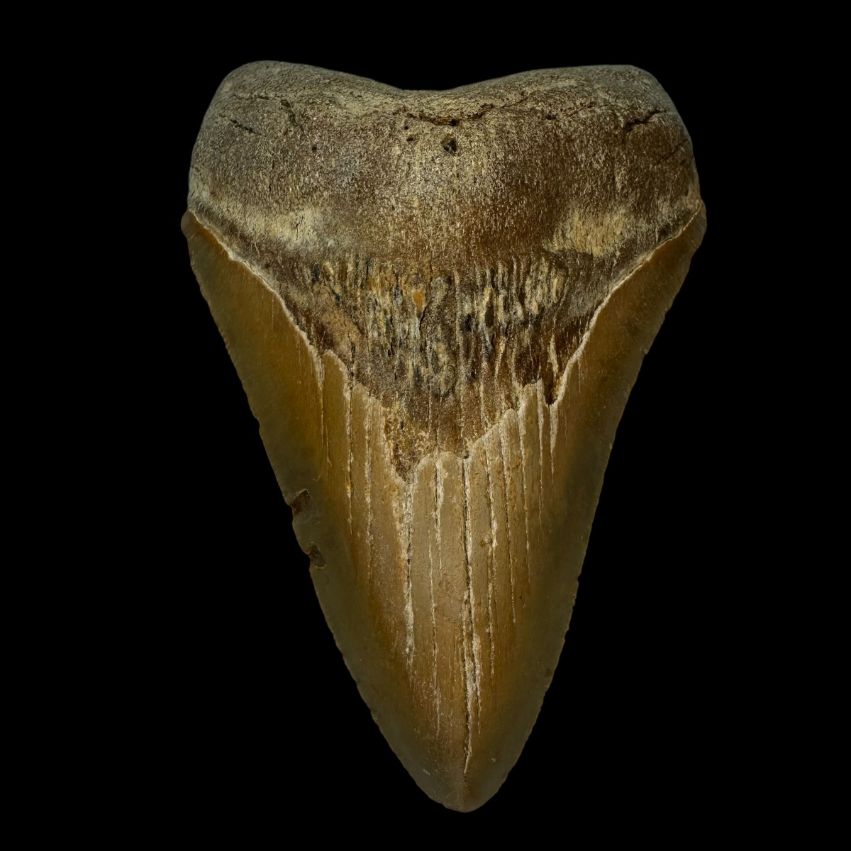 4.42" Megalodon Tooth Fossil