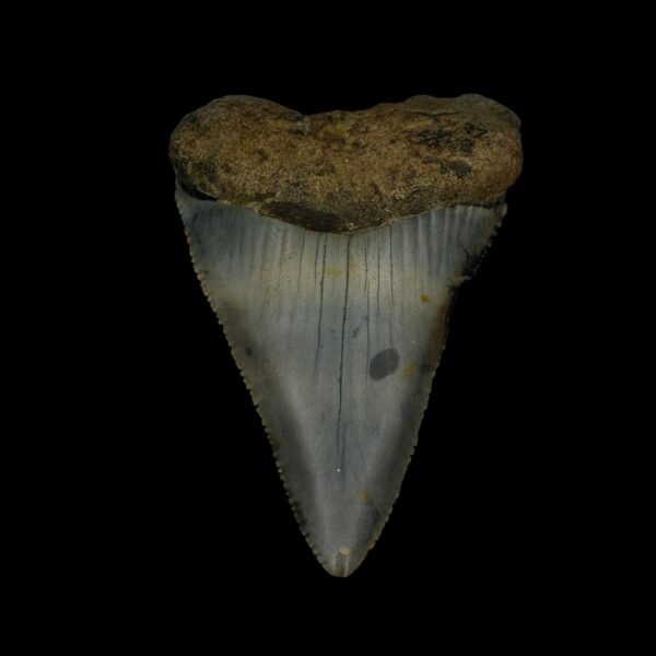 Great White Tooth Fossil 2.62"