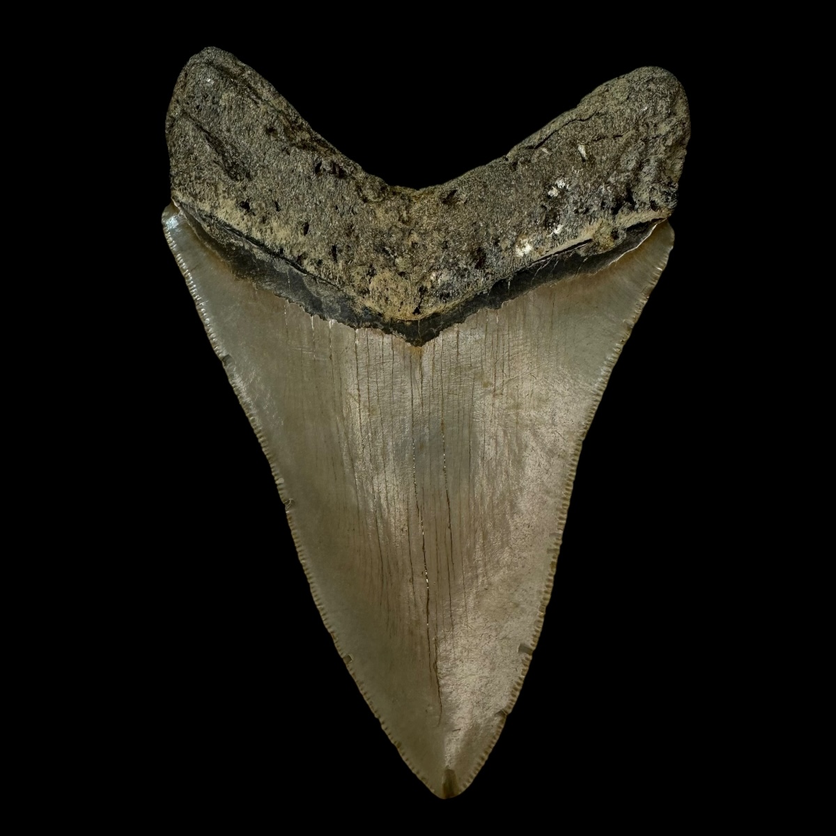 4.66" Megalodon Tooth Fossil - Image 2