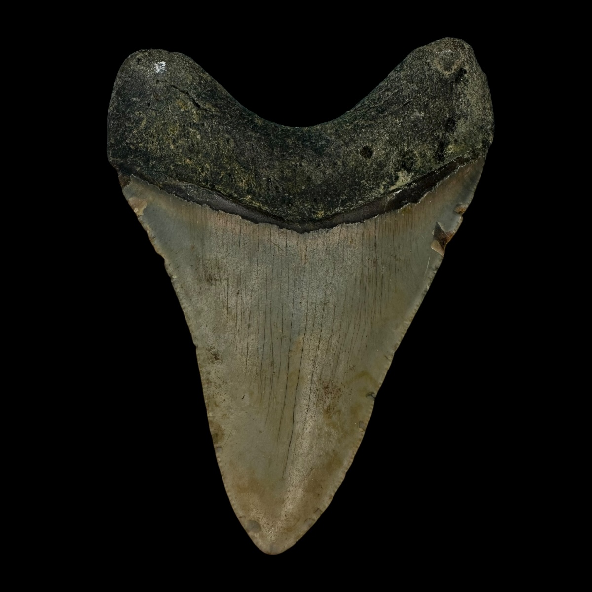 3.81" Megalodon Tooth Fossil - Image 2