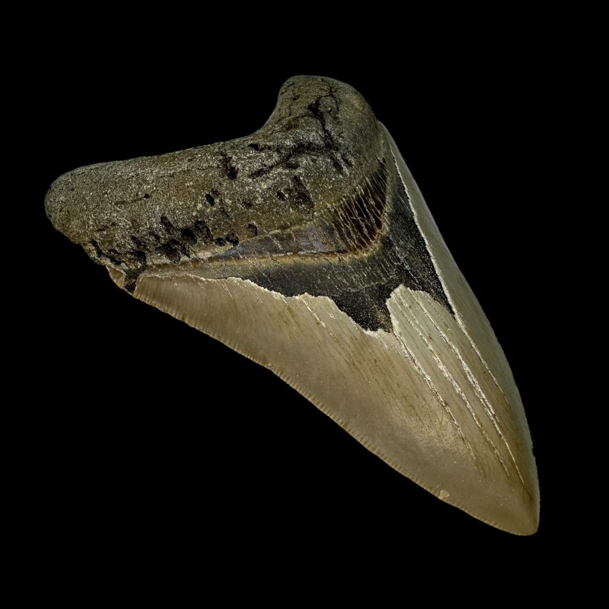 4.66" Megalodon Tooth Fossil - Image 4