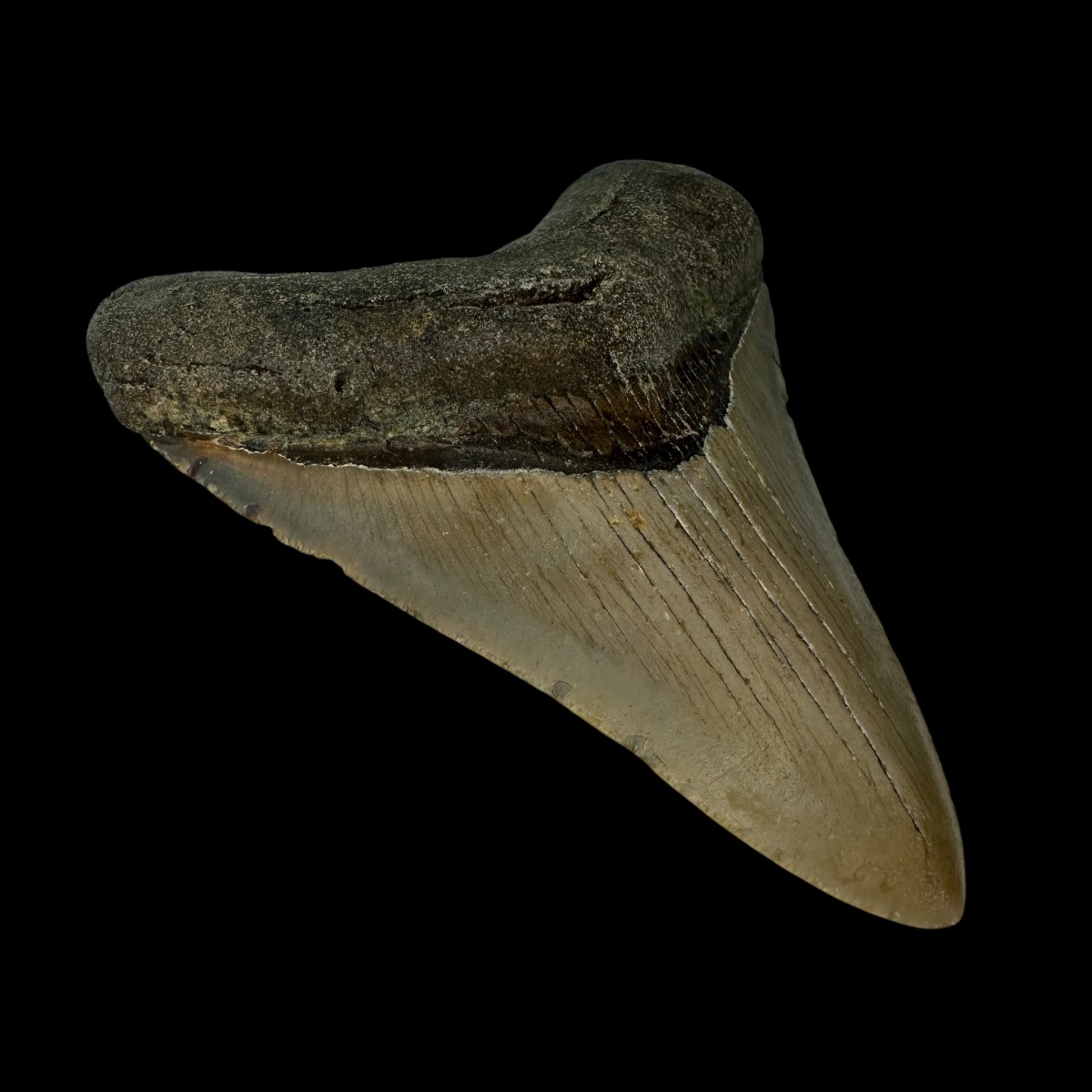 3.81" Megalodon Tooth Fossil - Image 4
