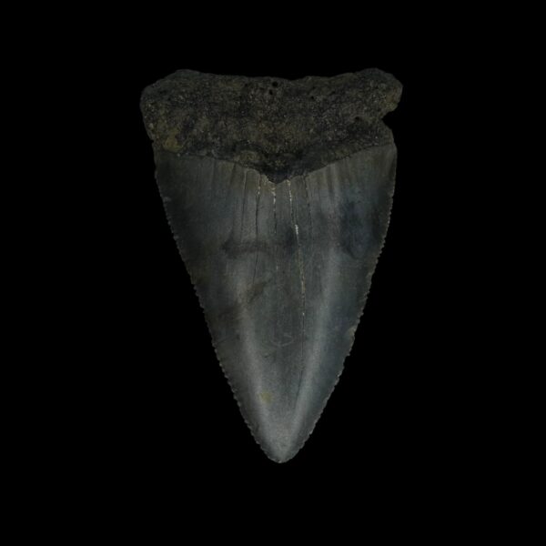 Great White Tooth Fossil 2.74"