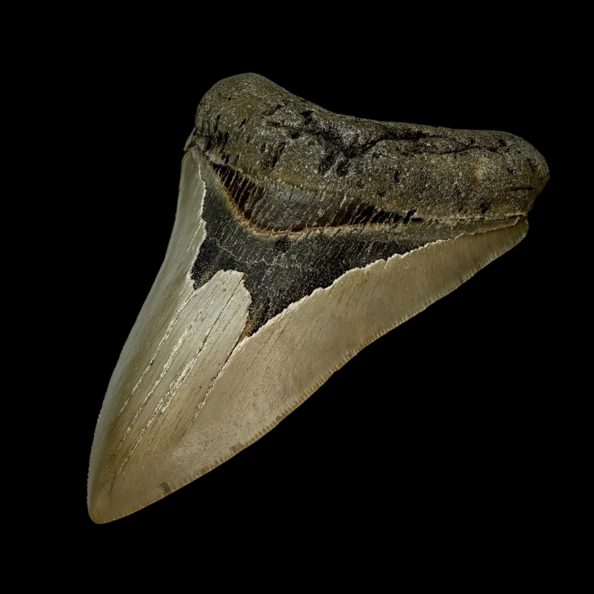 4.66" Megalodon Tooth Fossil - Image 3