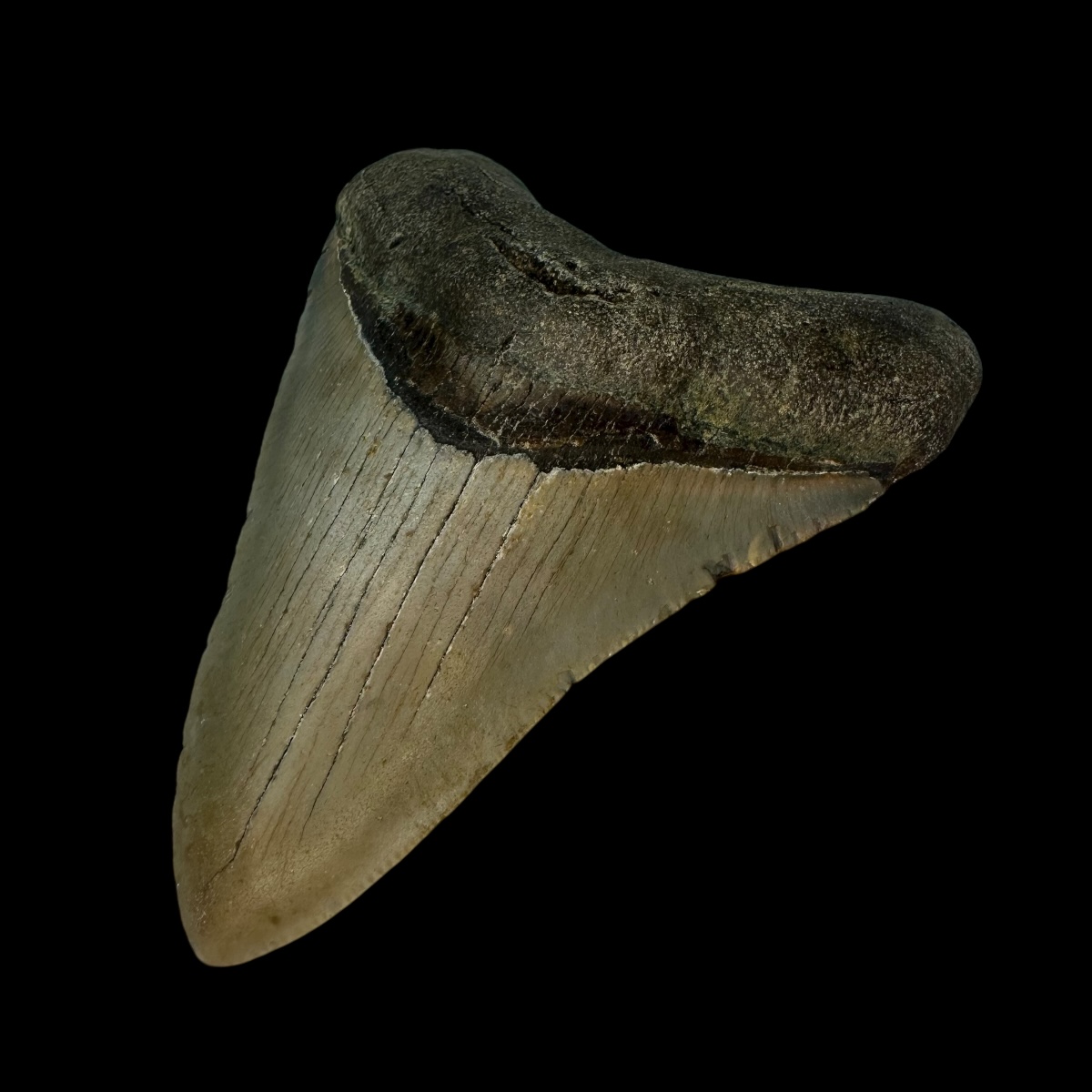 3.81" Megalodon Tooth Fossil - Image 3