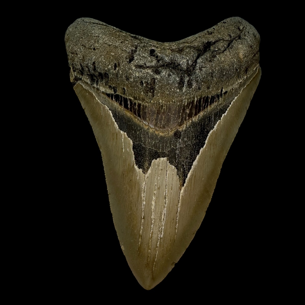 4.66" Megalodon Tooth Fossil