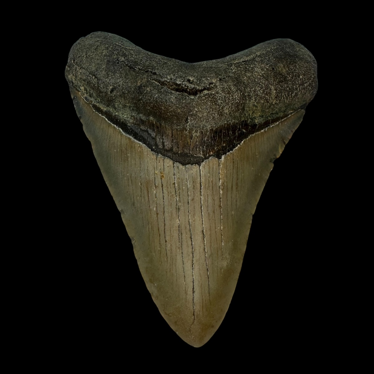 3.81" Megalodon Tooth Fossil