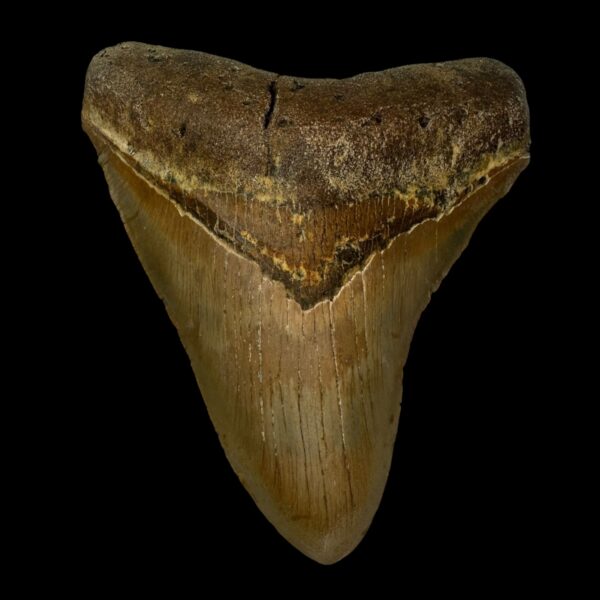 4.46" Megalodon Tooth Fossil