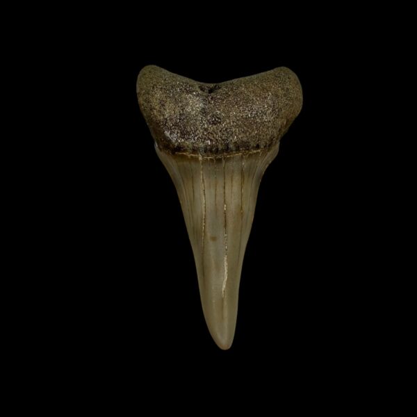 Mako Tooth Fossil 2.23"