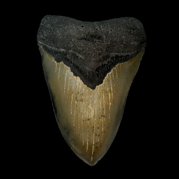 4.83" Serrated Megalodon Tooth Fossil