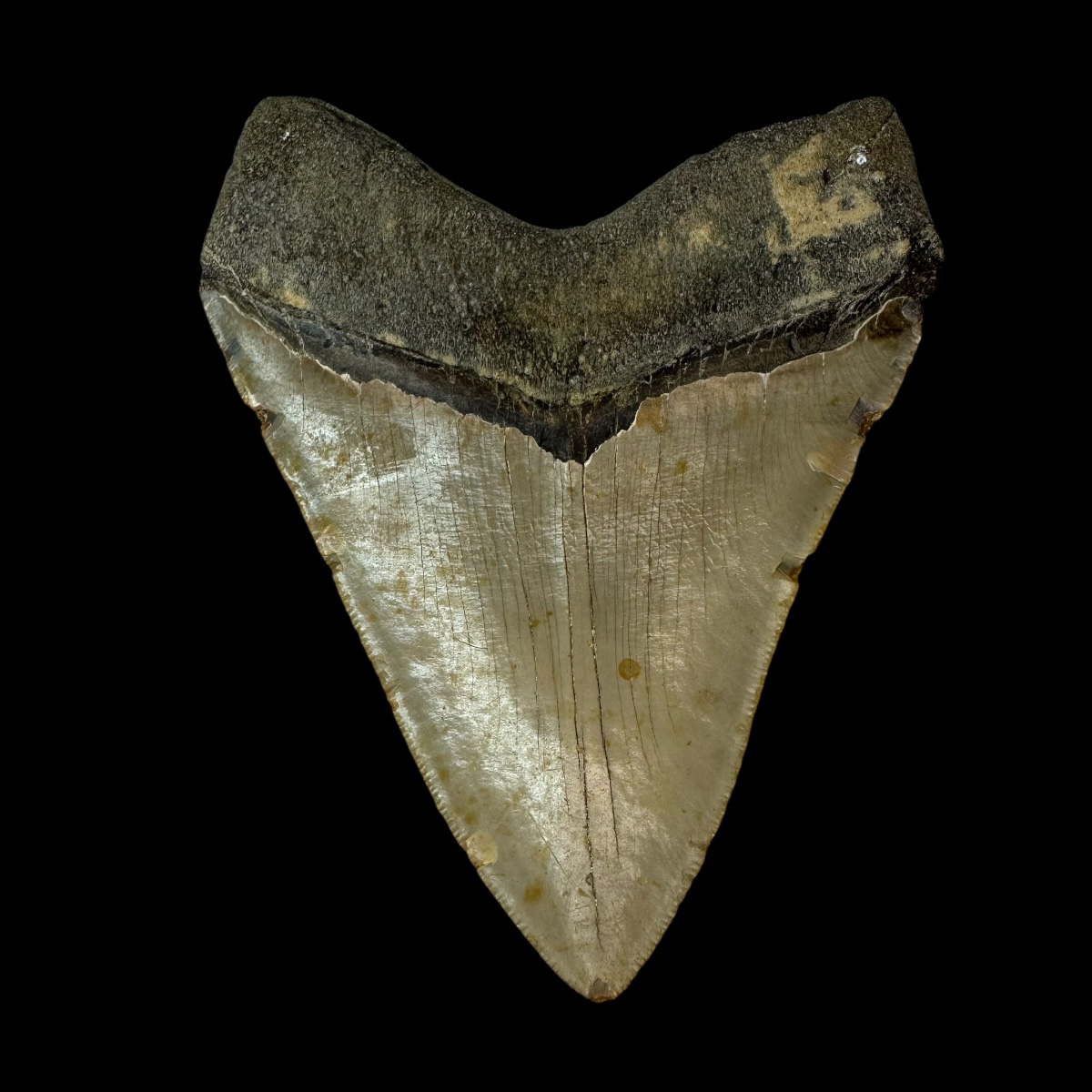 4.91" Megalodon Tooth Fossil - Image 2