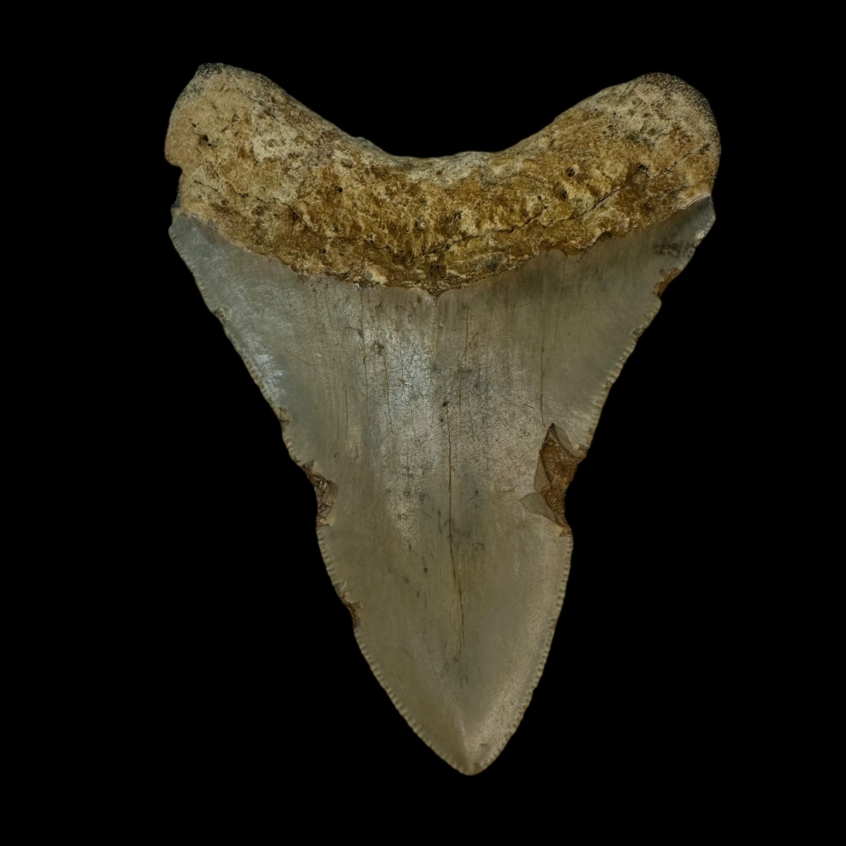 3.83" Megalodon Tooth Fossil - Image 2