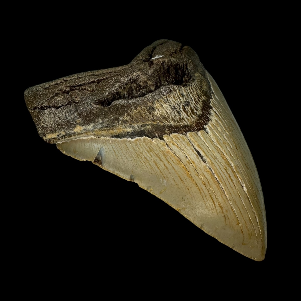 4.91" Megalodon Tooth Fossil - Image 4