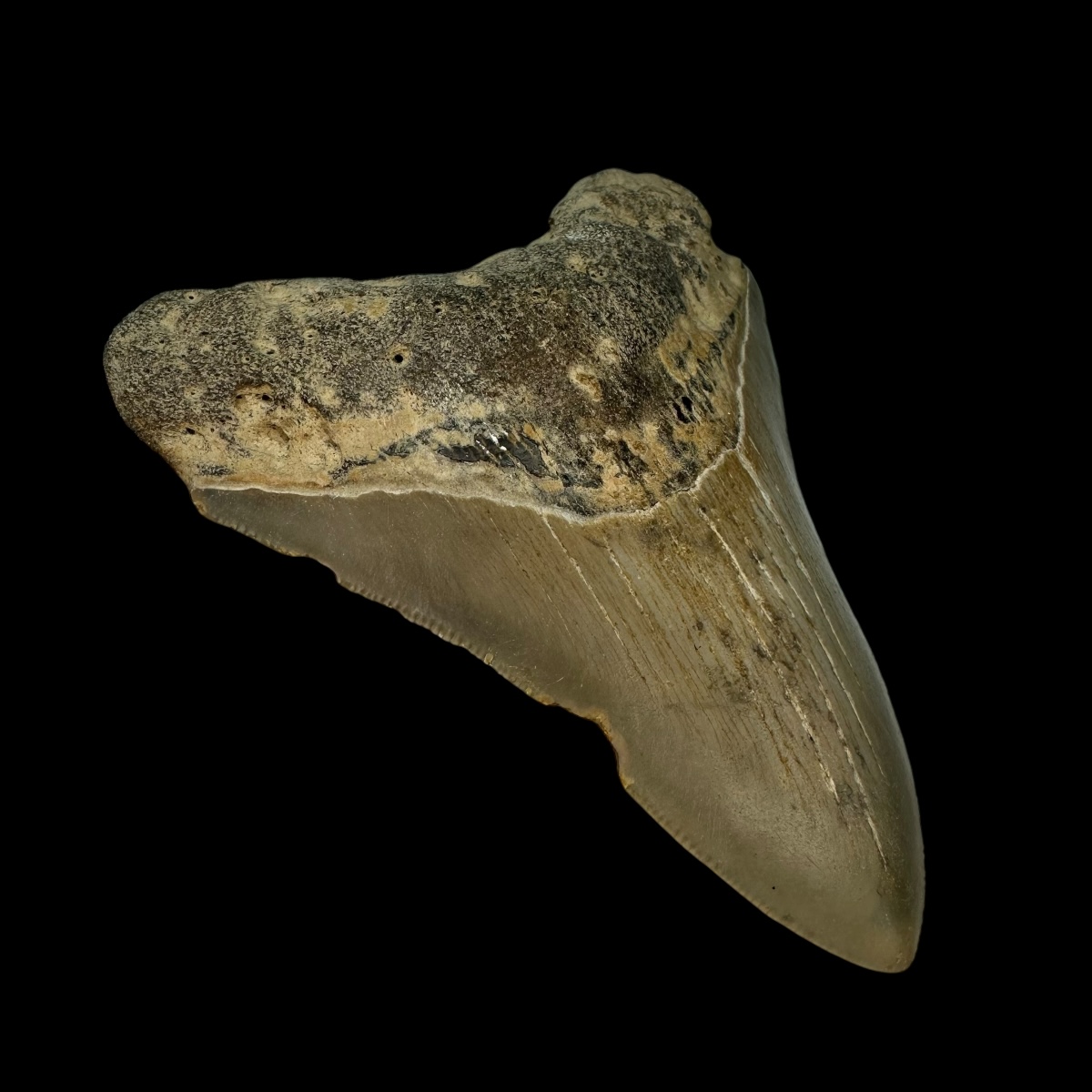 3.83" Megalodon Tooth Fossil - Image 4