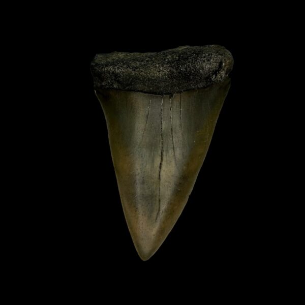 Mako Tooth Fossil 2.37"