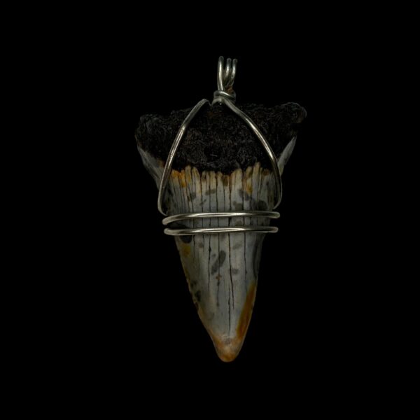 2.22" Great White Tooth Pendant