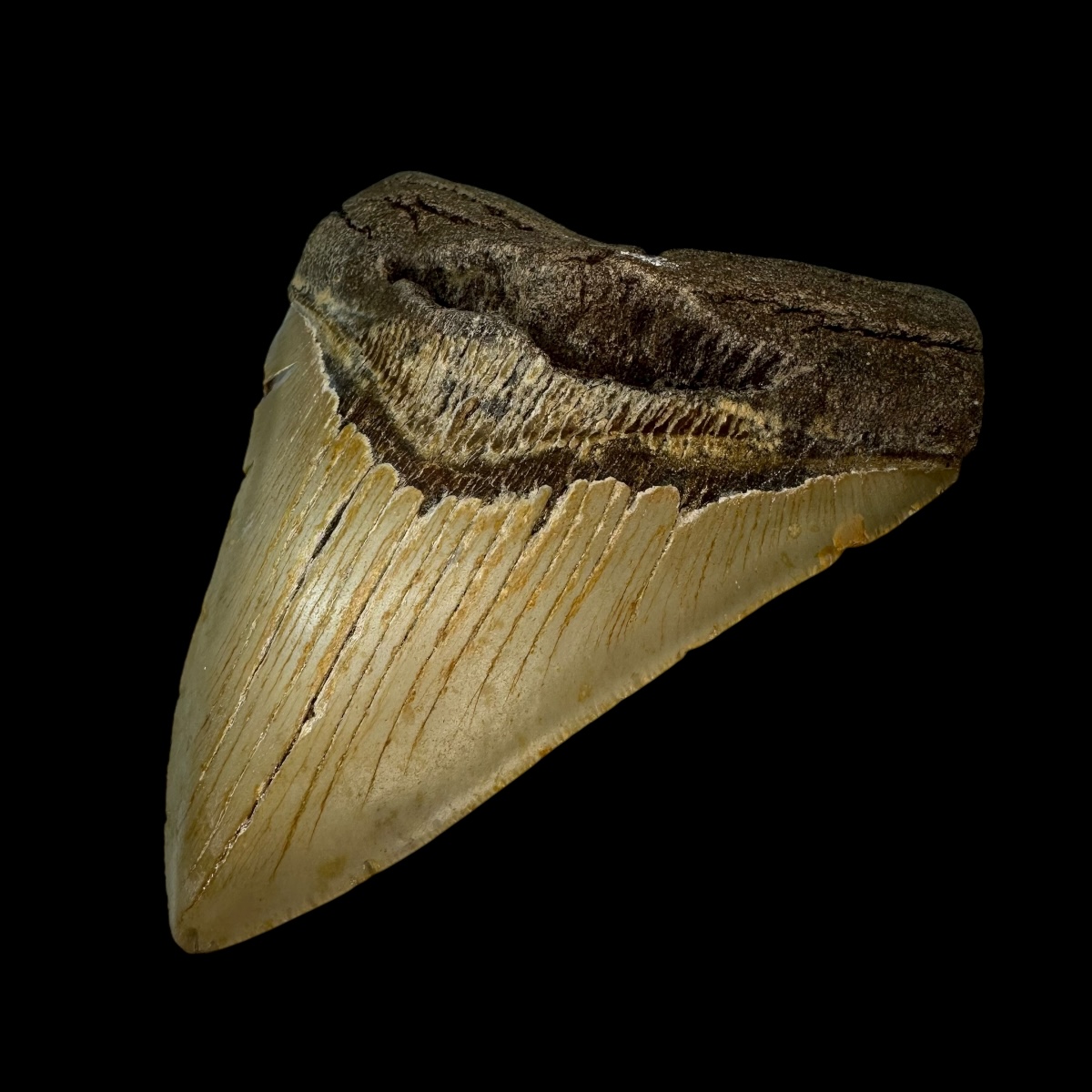 4.91" Megalodon Tooth Fossil - Image 3