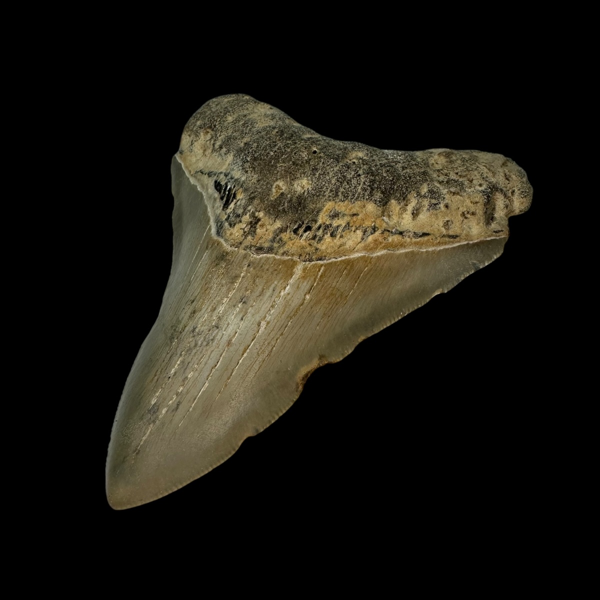 3.83" Megalodon Tooth Fossil - Image 3