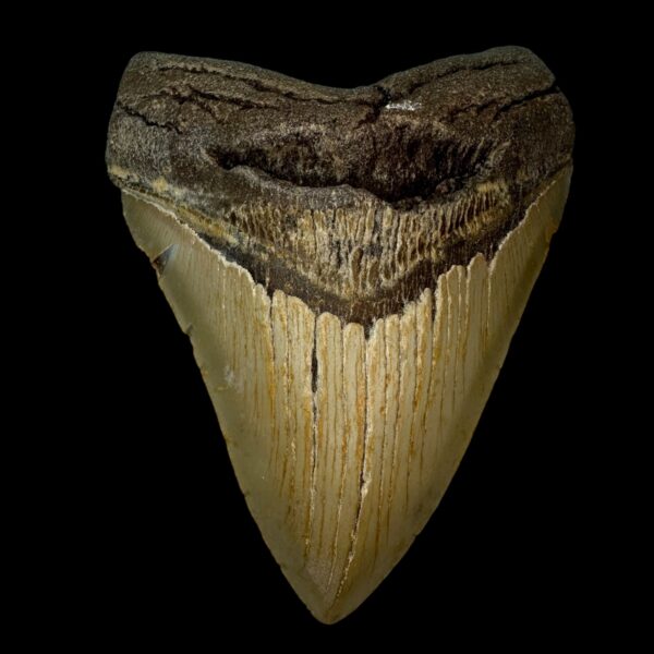 4.91" Megalodon Tooth Fossil