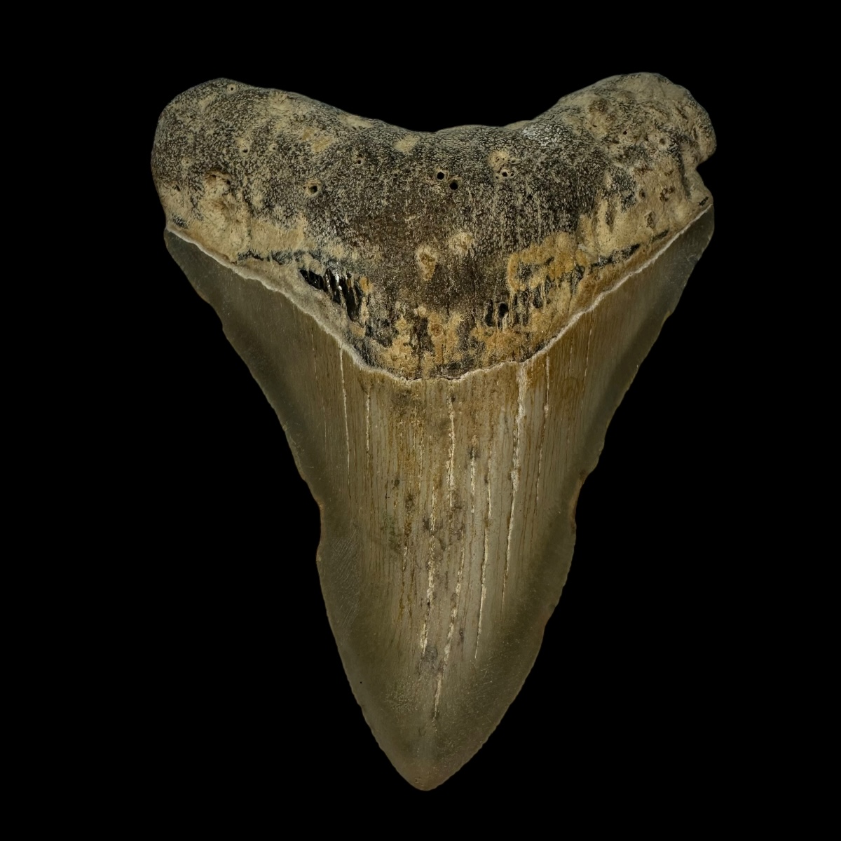 3.83" Megalodon Tooth Fossil
