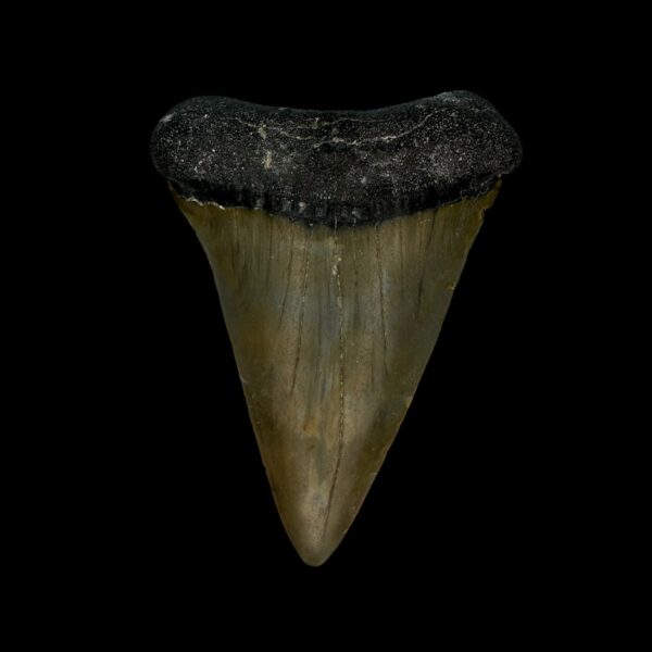 Mako Tooth Fossil 2.47"