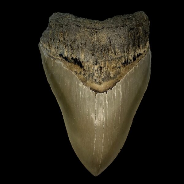 4.97" Serrated Megalodon Tooth Fossil