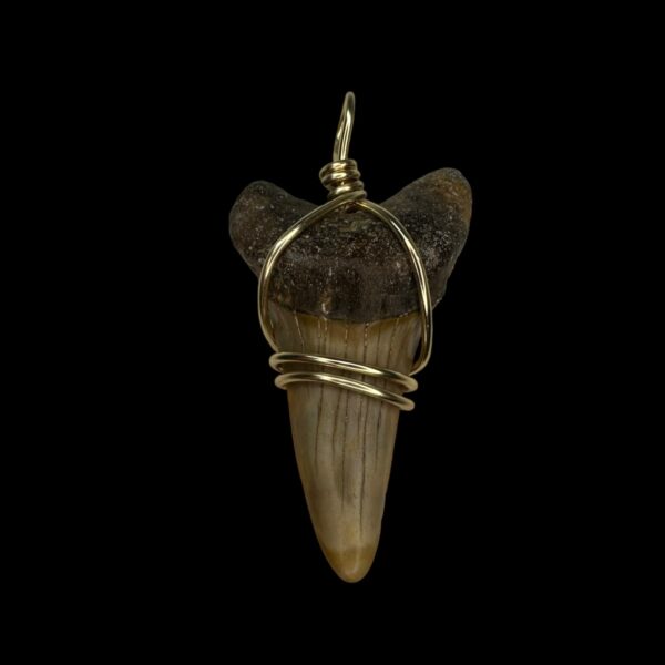 2.16" Mako Tooth Pendant