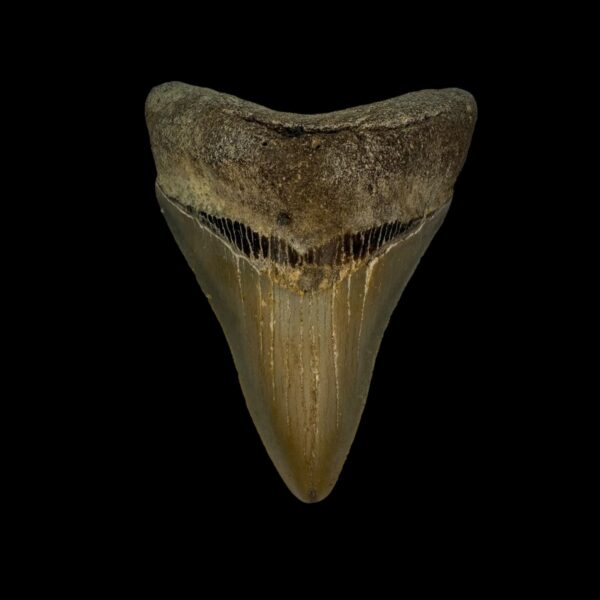 3.22" Megalodon Tooth Fossil