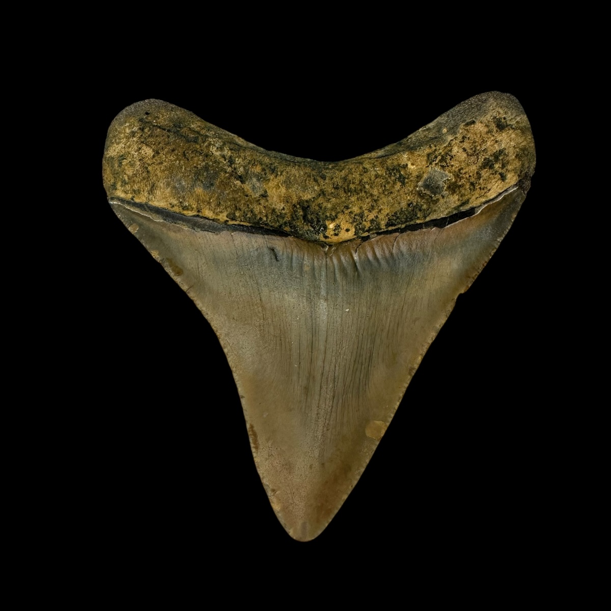 3.42" Megalodon Tooth Fossil - Image 2
