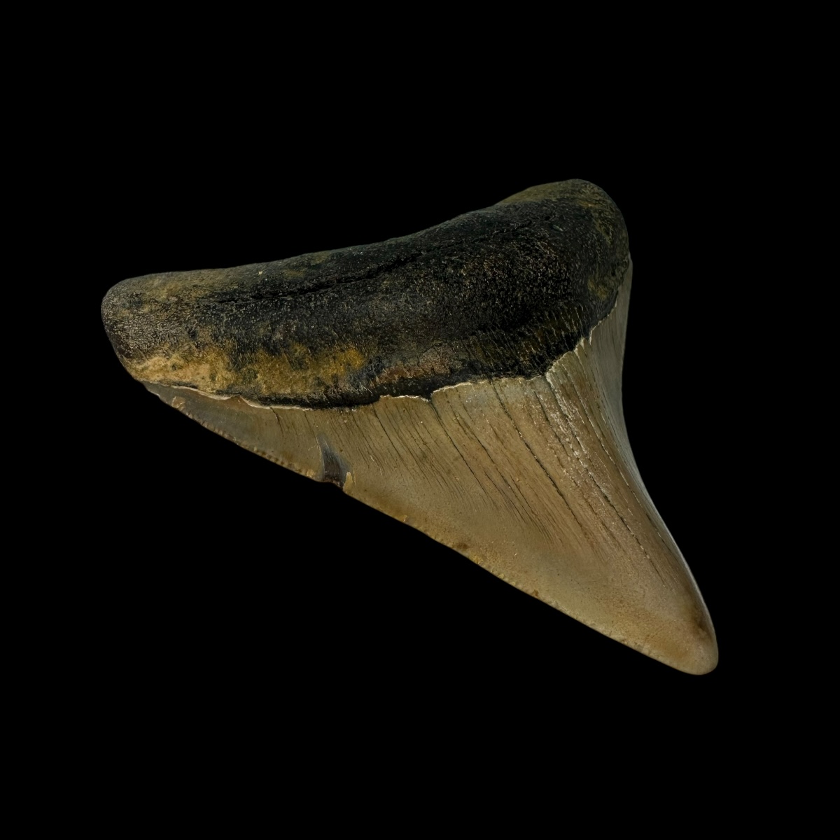 3.42" Megalodon Tooth Fossil - Image 4