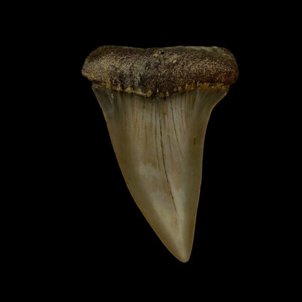 Mako Tooth Fossil 2.38"