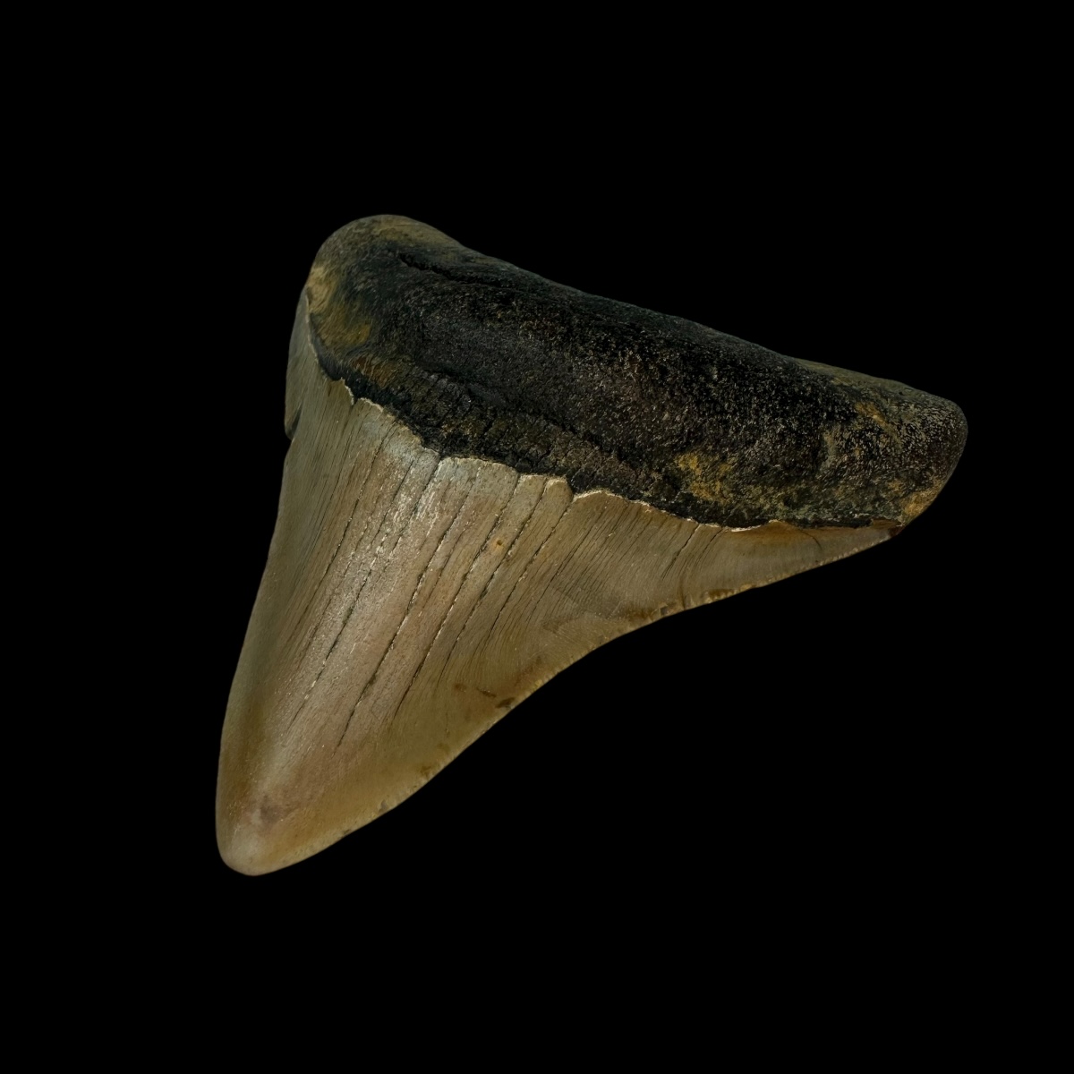 3.42" Megalodon Tooth Fossil - Image 3