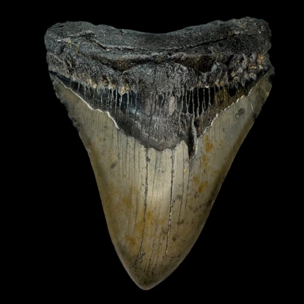 4.97" Megalodon Tooth Fossil