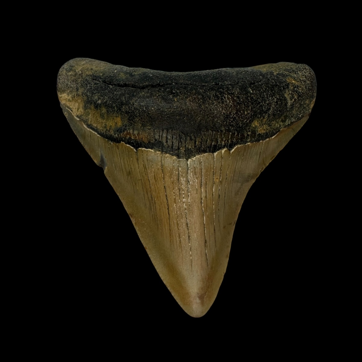 3.42" Megalodon Tooth Fossil