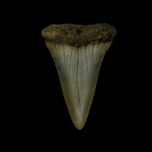 Mako Tooth Fossil 2.37"