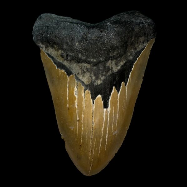 5.32" Megalodon Tooth Fossil