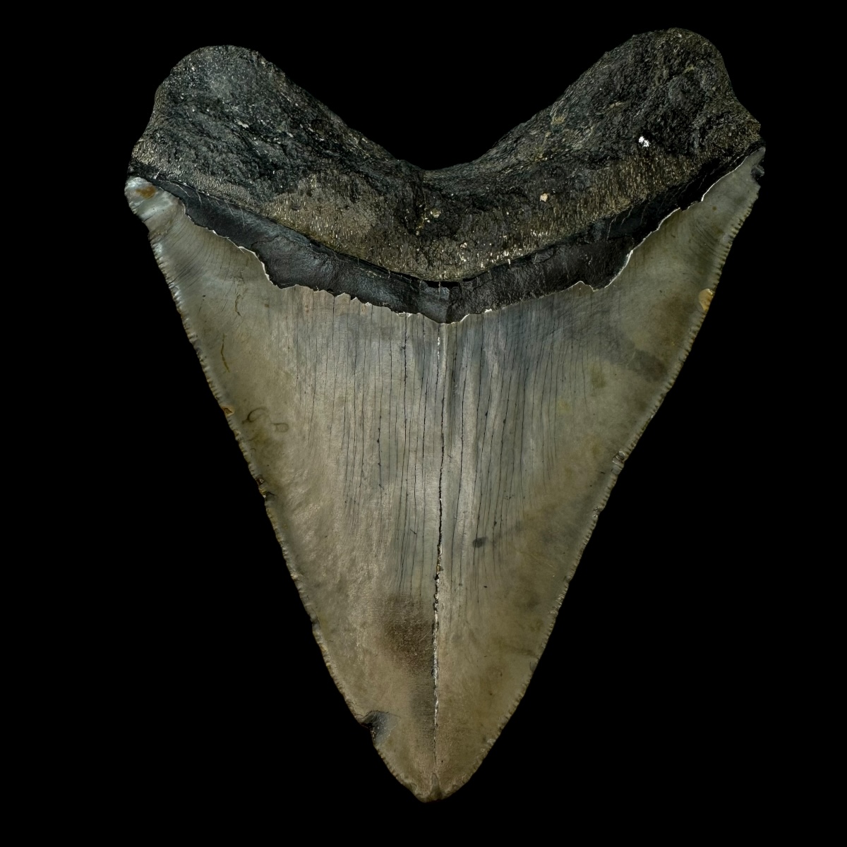 5.38" Megalodon Tooth Fossil - Image 2
