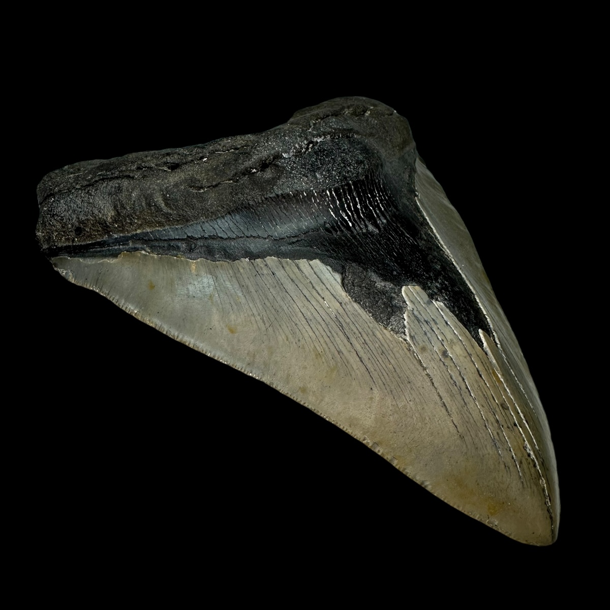 5.38" Megalodon Tooth Fossil - Image 4