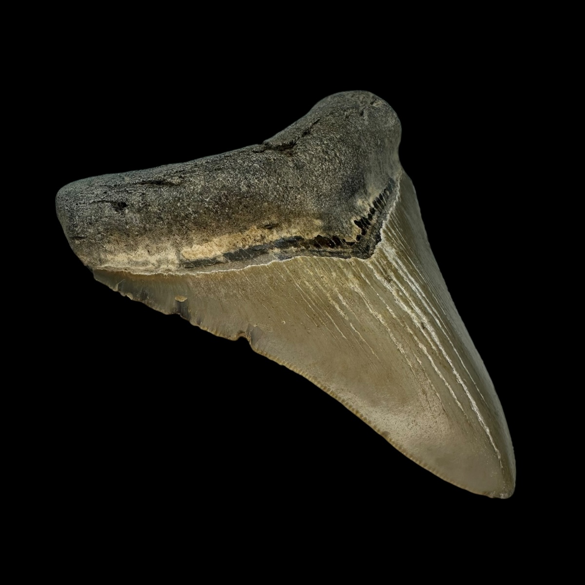 3.94" Serrated Megalodon Tooth Fossil - Image 4