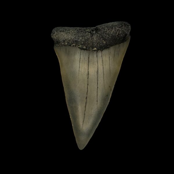 Mako Tooth Fossil 2.50"