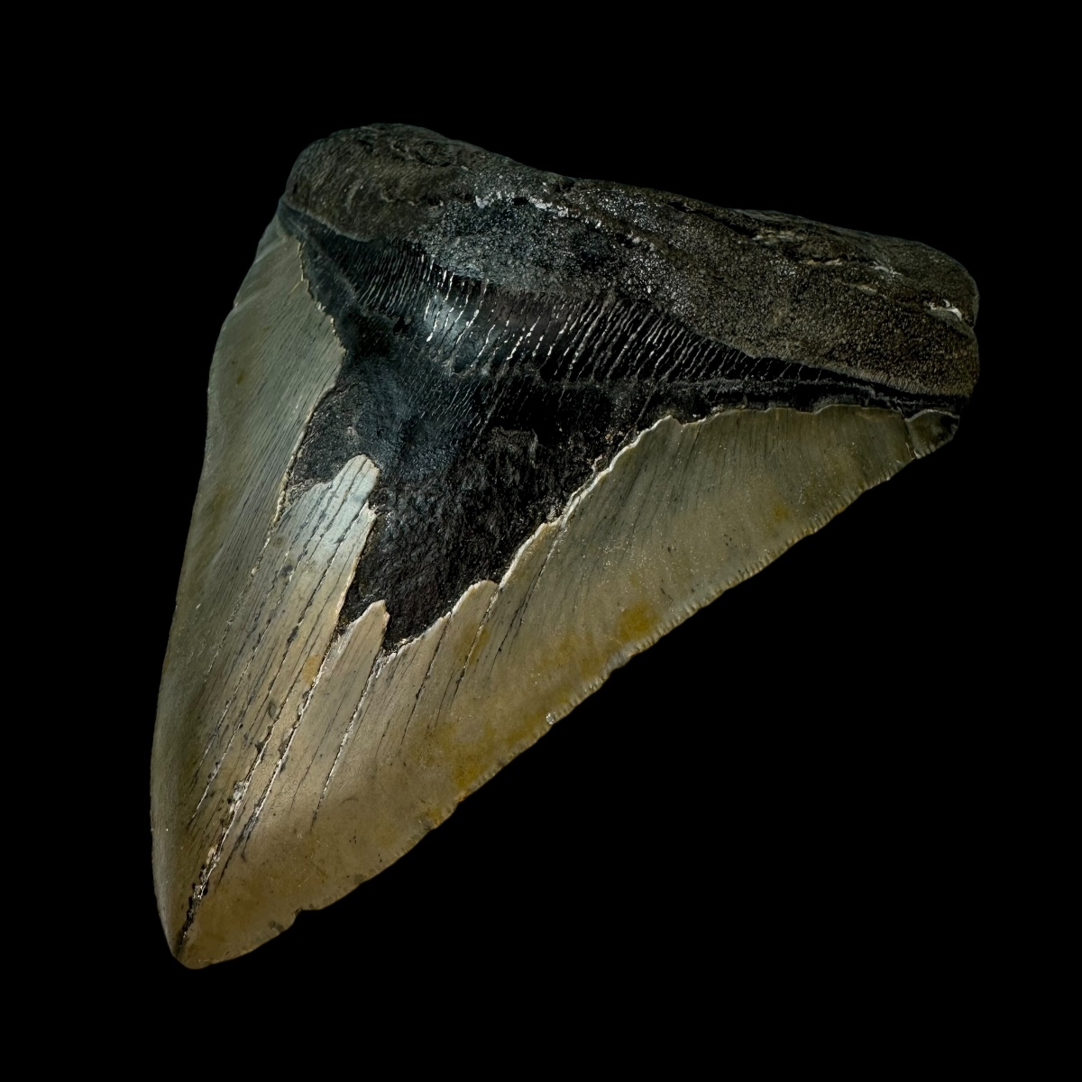 5.38" Megalodon Tooth Fossil - Image 3