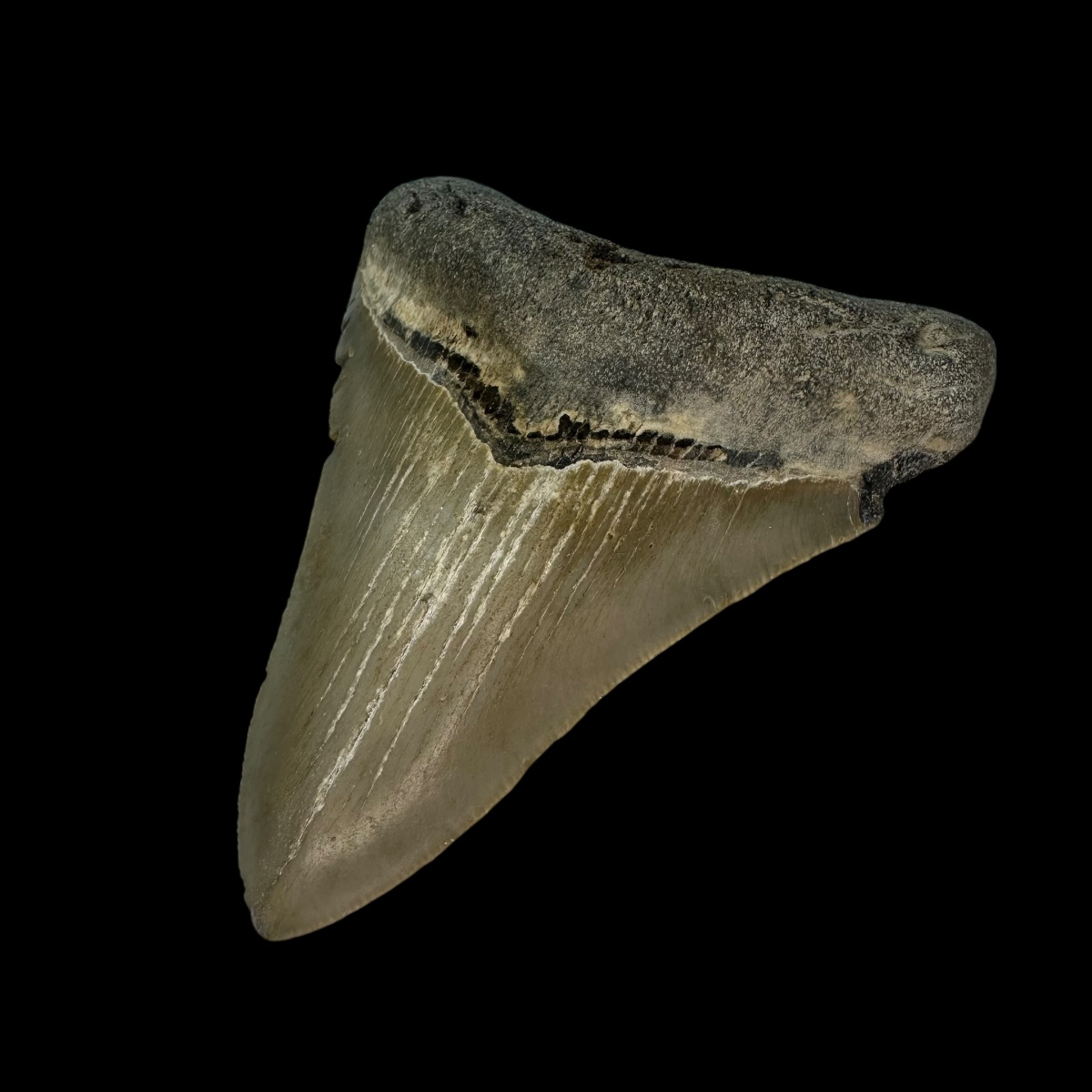 3.94" Serrated Megalodon Tooth Fossil - Image 3